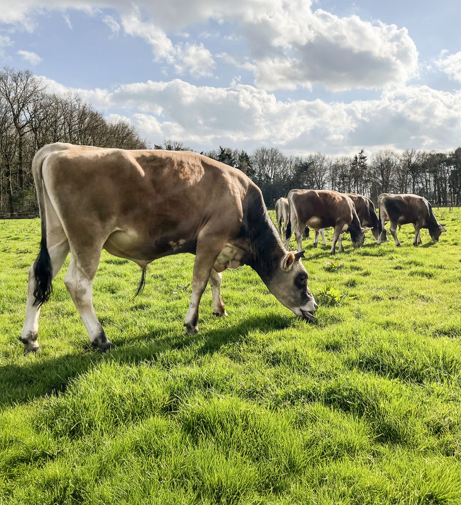 jersey stier in de wei